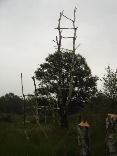 iwan&han Peel location 3